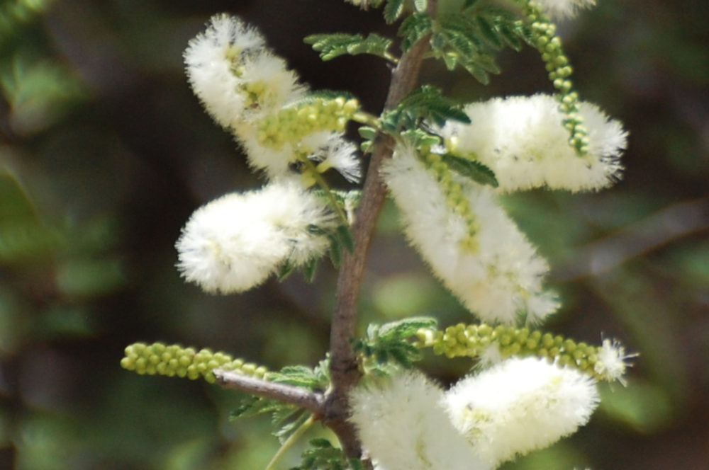 dall''Etiopia:  Acacia cfr. senegal (Fabaceae)